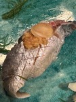 IMG_0381.jpeg