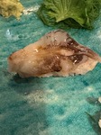 IMG_0380.jpeg