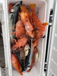 IMG_0910.jpeg